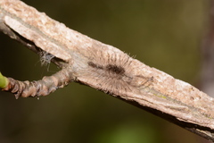 Dasychira atrivenosa