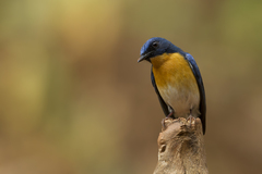 Cyornis tickelliae