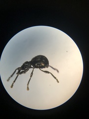 Rhynolaccus formicarius