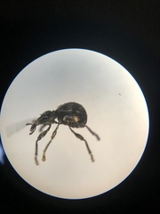 Rhynolaccus formicarius