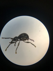 Rhynolaccus formicarius