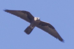Falco subniger