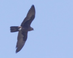 Falco subniger