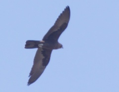 Falco subniger