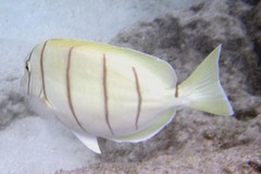 Acanthurus triostegus sandvicensis