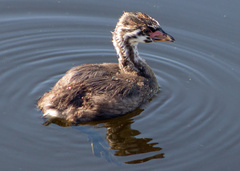 Podilymbus podiceps image