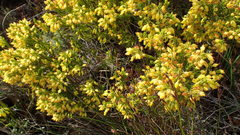 Erica parilis parilis