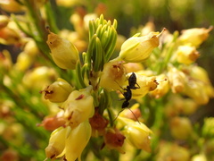 Erica parilis parilis