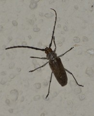 Gnaphalodes trachyderoides