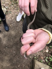 Nerodia sipedon pleuralis