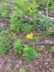 Verbesina helianthoides