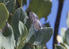 Hadoa chiricahua