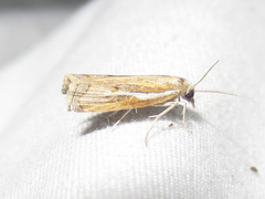 Fissicrambus intermedius