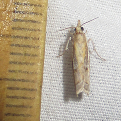 Fissicrambus intermedius