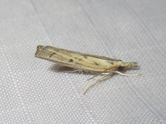 Fissicrambus profanellus