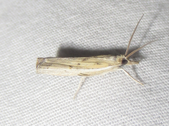 Fissicrambus profanellus