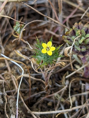 Image of Navarretia nigelliformis by (c) My-Lan Le, some rights reserved (CC BY)