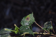 Calycomyza lantanae