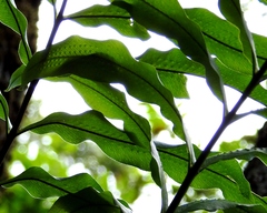 Serpocaulon triseriale