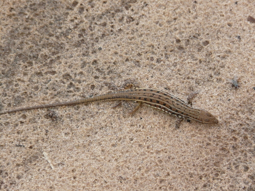 Heliobolus spekii