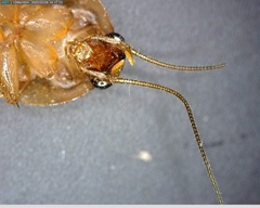 Paratemnopteryx