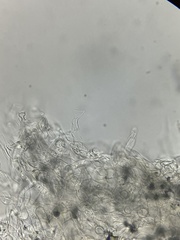 Agaricus griseicephalus