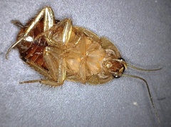 Paratemnopteryx