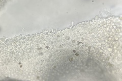 Agaricus griseicephalus