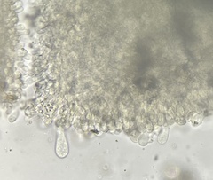 Agaricus griseicephalus