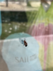 Melanocoryphus melanospiloides