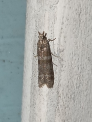 Ephestia columbiella