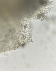 Agaricus griseicephalus