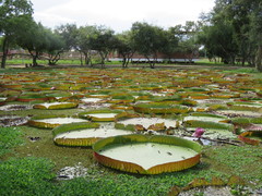 Victoria boliviana