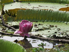 Victoria boliviana