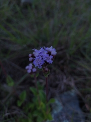 Chromolaena squarrulosa