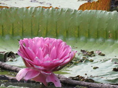 Victoria boliviana