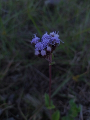 Chromolaena squarrulosa