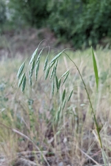 Bromus arenarius