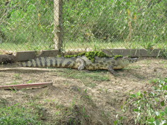 Caiman yacare