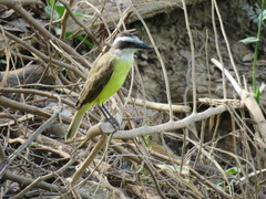 Pitangus sulphuratus