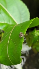 Salticidae