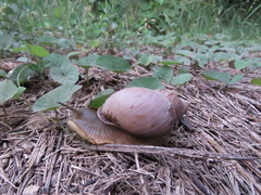 Megalobulimus oblongus