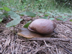 Megalobulimus oblongus