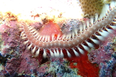 Pherecardia striata