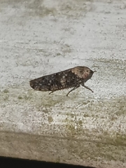 Paraphlepsius collitus