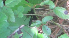 Gnamptopelta obsidianator