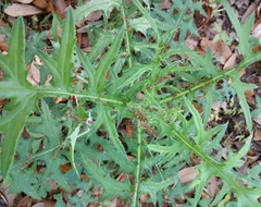 Cirsium nuttallii