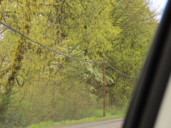Cornus nuttallii