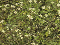 Cornus nuttallii