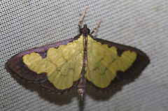 Goniorhynchus